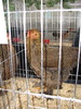 Expozitia Nationala Breaza 2010 066