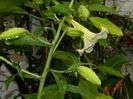 DSCN1766