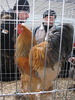 Expozitia Nationala Breaza 2010 067