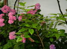 DSCN1785