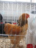 Expozitia Nationala Breaza 2010 069