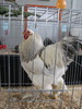Expozitia Nationala Breaza 2010 070