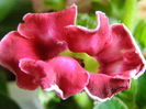 P7040106