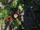 echinaceea colorburst-orange