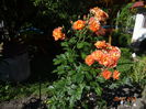 westerland