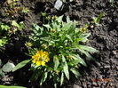 Coreopsis