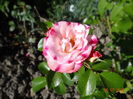 Rosenstad