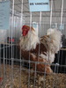 Expozitia Nationala Breaza 2010 074