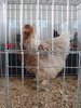 Expozitia Nationala Breaza 2010 075