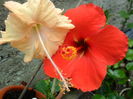 SAM_6907