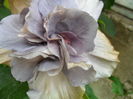 SAM_6919