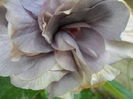 SAM_6921