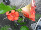 SAM_6933
