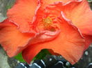 SAM_6939
