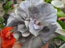 SAM_6943