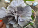 SAM_6944