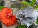 SAM_6947