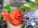 SAM_6948