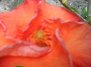 SAM_6949