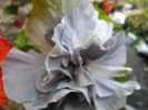 SAM_6951