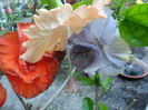 SAM_6954