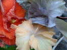 SAM_6955