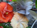 SAM_6956