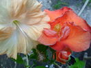SAM_6957