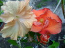 SAM_6958