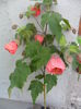 SAM_6805