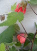SAM_6807