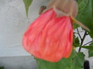 SAM_6808