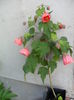 SAM_6926