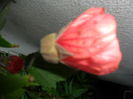 SAM_6931