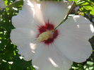 SAM_6849