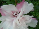 SAM_6852
