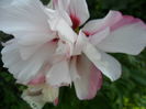 SAM_6853