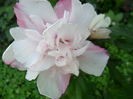 SAM_6854
