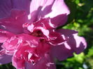 SAM_6857