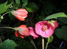 SAM_6861