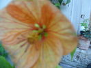 SAM_6862