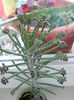 Bryophyllum tubiflorum (Kalanchoe tubiflora)