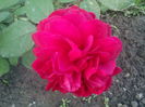 Tess