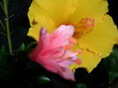 SAM_6965