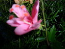 SAM_6970