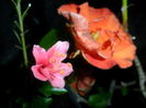 SAM_6977