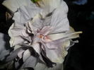 SAM_6979