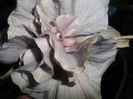 SAM_6980