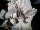 SAM_6981