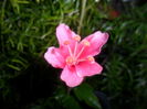 SAM_6972